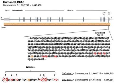 DNA Methylation at the DAT Promoter and Risk for Psychopathology: Intergenerational Transmission between School-Age Youths and Their Parents in a Community Sample